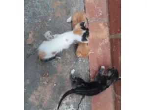 Gato raça Exótico idade Abaixo de 2 meses nome 3 Gatos Filhotes