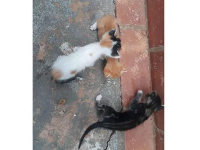 Gato raça Exótico idade Abaixo de 2 meses nome 3 Gatos Filhotes