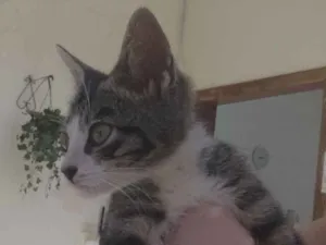 Gato raça SRD-ViraLata idade Abaixo de 2 meses nome Luizinho 