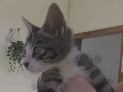 Gato raça SRD-ViraLata idade Abaixo de 2 meses nome Luizinho 