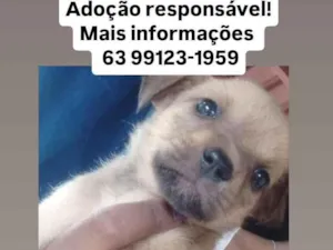 Cachorro raça SRD-ViraLata idade Abaixo de 2 meses nome Lucelena Moreno 