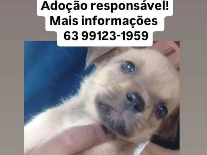 Cachorro raça SRD-ViraLata idade Abaixo de 2 meses nome Lucelena Moreno 