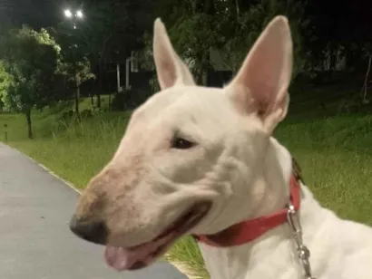 Cachorro raça Pit-Bull idade 1 ano nome branca