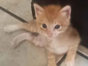 Gato raça SRD-ViraLata idade Abaixo de 2 meses nome Garfield