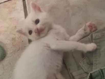 Gato raça SRD-ViraLata idade Abaixo de 2 meses nome bola de neve