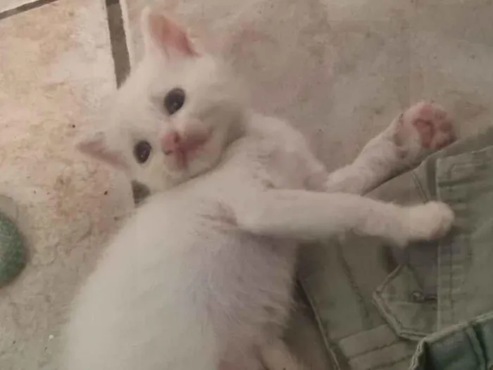 Gato raça SRD-ViraLata idade Abaixo de 2 meses nome bola de neve