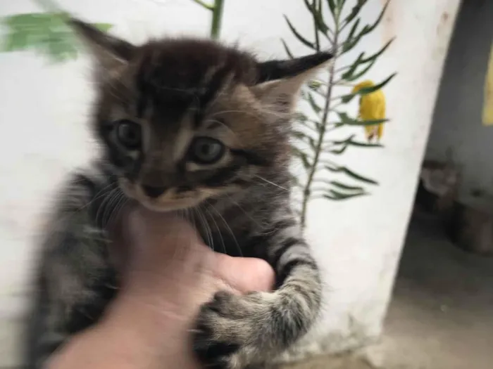Gato raça SRD-ViraLata idade Abaixo de 2 meses nome Gatinhos 
