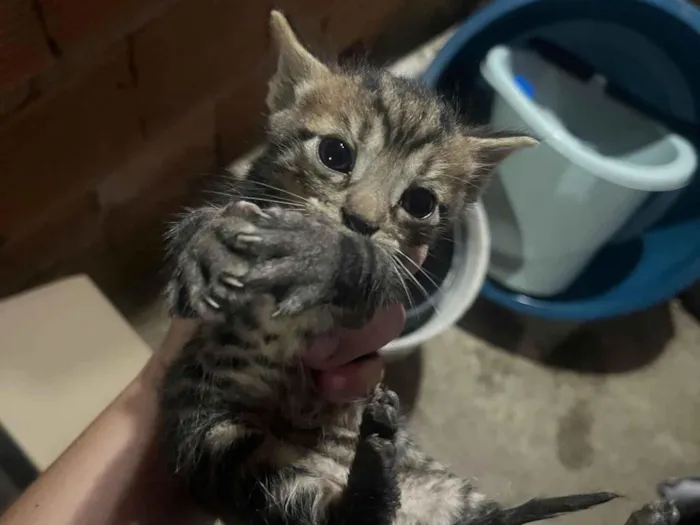 Gato raça SRD-ViraLata idade 2 a 6 meses nome Ainda não tem nome 