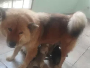 Cachorro raça Chow Chow idade 2 a 6 meses nome filhotes