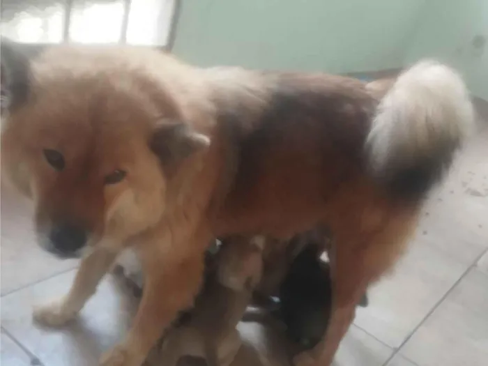 Cachorro raça Chow Chow idade 2 a 6 meses nome filhotes
