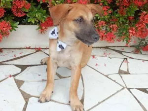 Cachorro raça SRD-ViraLata idade 2 a 6 meses nome Kemi