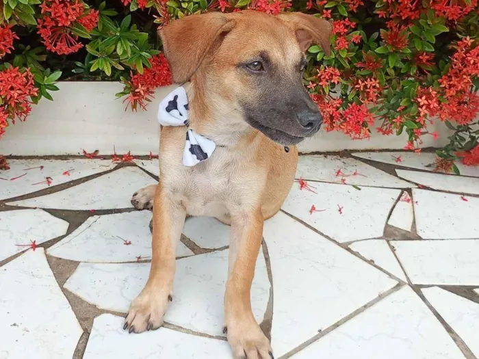 Cachorro raça SRD-ViraLata idade 2 a 6 meses nome Kemi