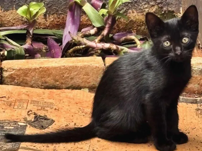 Gato raça SRD-ViraLata idade 2 a 6 meses nome Gatinhos macho para doação 
