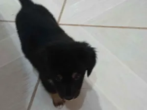 Cachorro raça SRD-ViraLata idade 2 a 6 meses nome Brigadeiro 