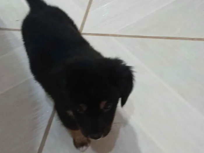 Cachorro raça SRD-ViraLata idade 2 a 6 meses nome Brigadeiro 