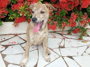 Cachorro raça SRD-ViraLata idade 2 a 6 meses nome Zefero 