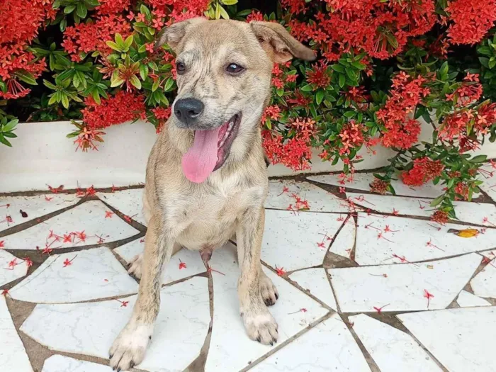 Cachorro raça SRD-ViraLata idade 2 a 6 meses nome Zefero 