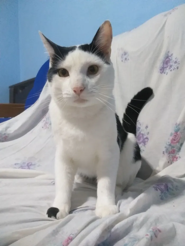 Gato raça SRD-ViraLata idade 1 ano nome Thor 