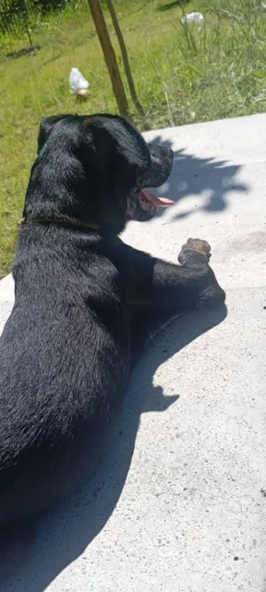 Cachorro raça SRD-ViraLata idade 7 a 11 meses nome ralf