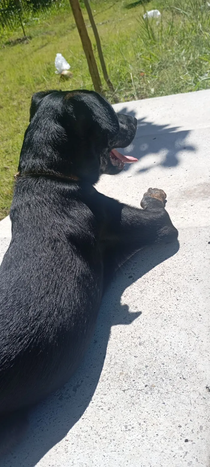 Cachorro raça SRD-ViraLata idade 7 a 11 meses nome ralf