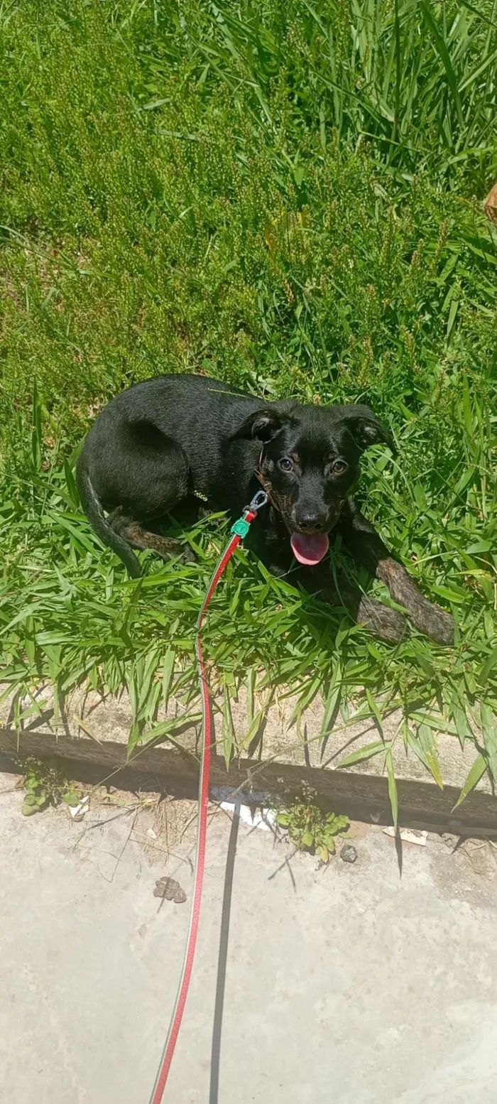 Cachorro raça SRD-ViraLata idade 7 a 11 meses nome ralf