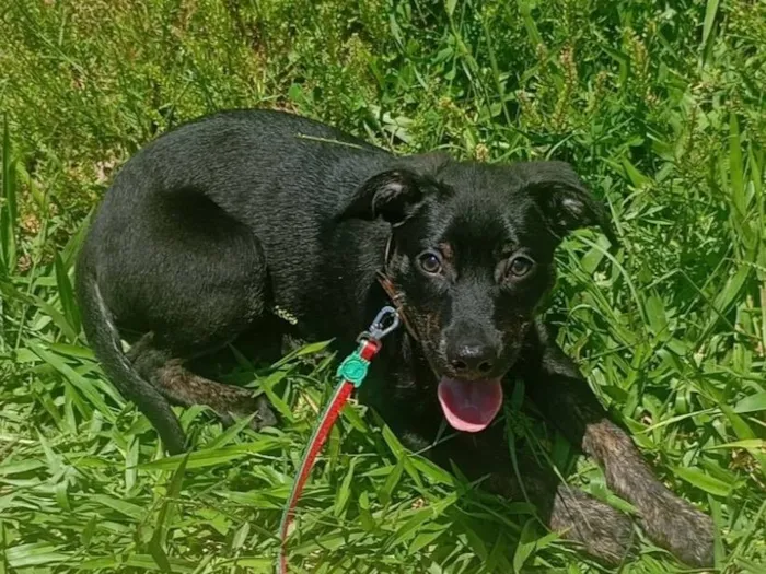 Cachorro raça SRD-ViraLata idade 7 a 11 meses nome ralf