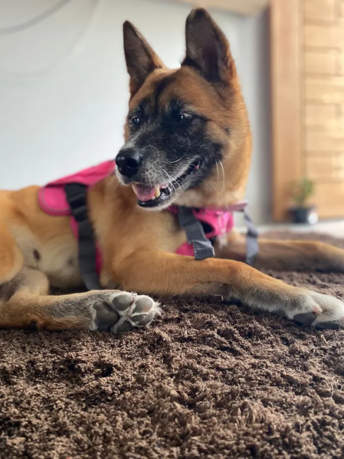 Cachorro raça SRD-ViraLata idade 5 anos nome Pantera 