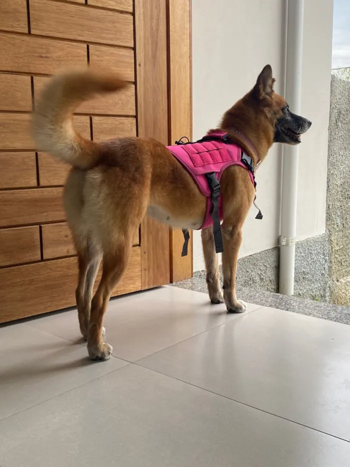 Cachorro raça SRD-ViraLata idade 5 anos nome Pantera 