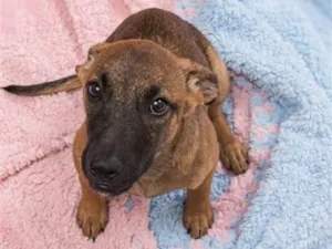 Cachorro raça SRD-ViraLata idade 2 a 6 meses nome Serginho