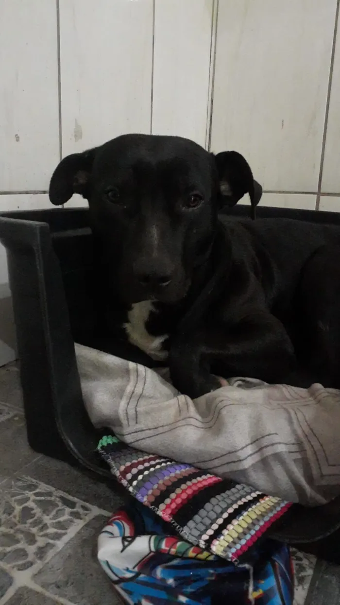 Cachorro raça Pit-Bull idade 1 ano nome black