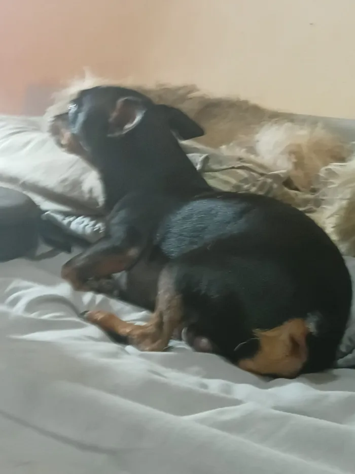 Cachorro raça Pinscher idade 3 anos nome Apollo
