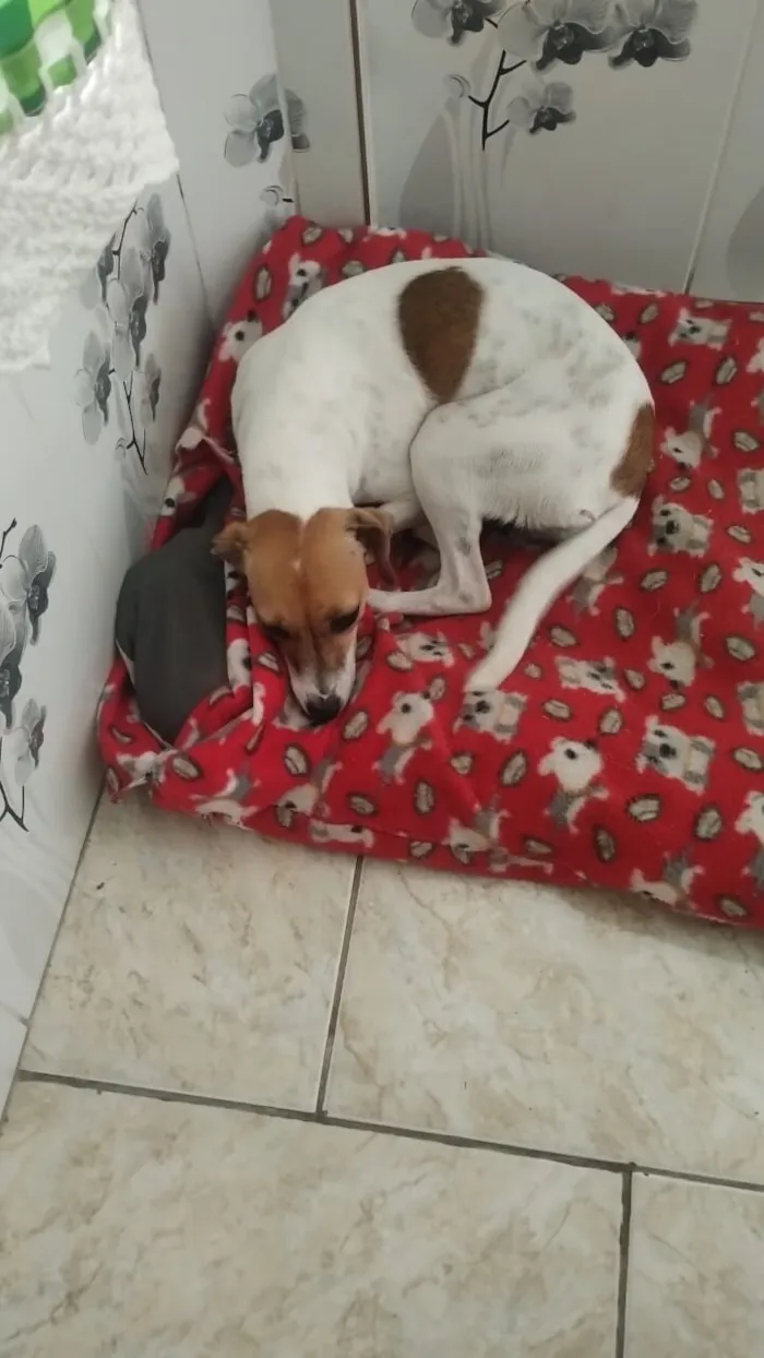 Cachorro raça Perdigueiro idade 1 ano nome Belinha