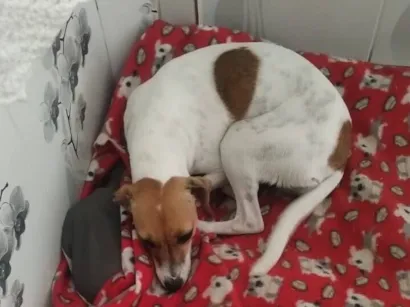 Cachorro raça Perdigueiro idade 1 ano nome Belinha