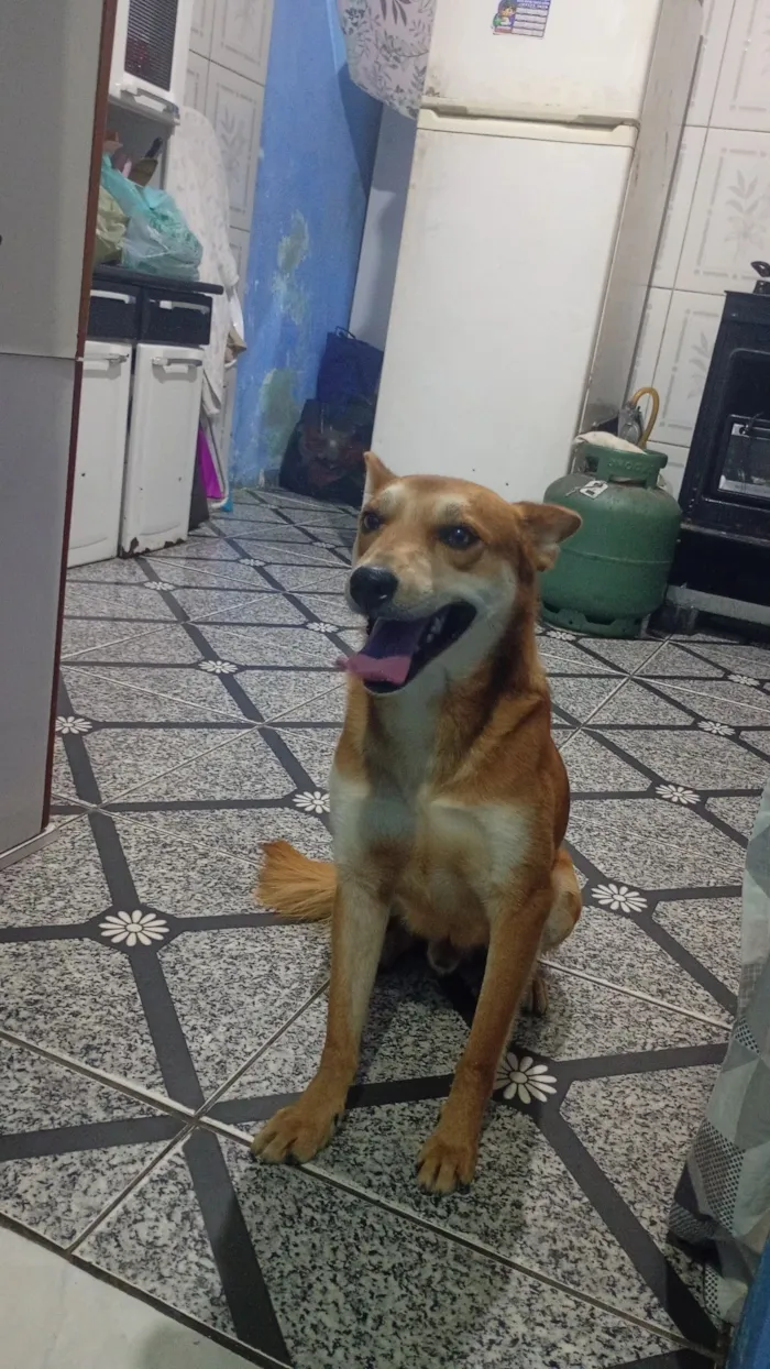 Cachorro raça SRD-ViraLata idade 3 anos nome Niklaus 