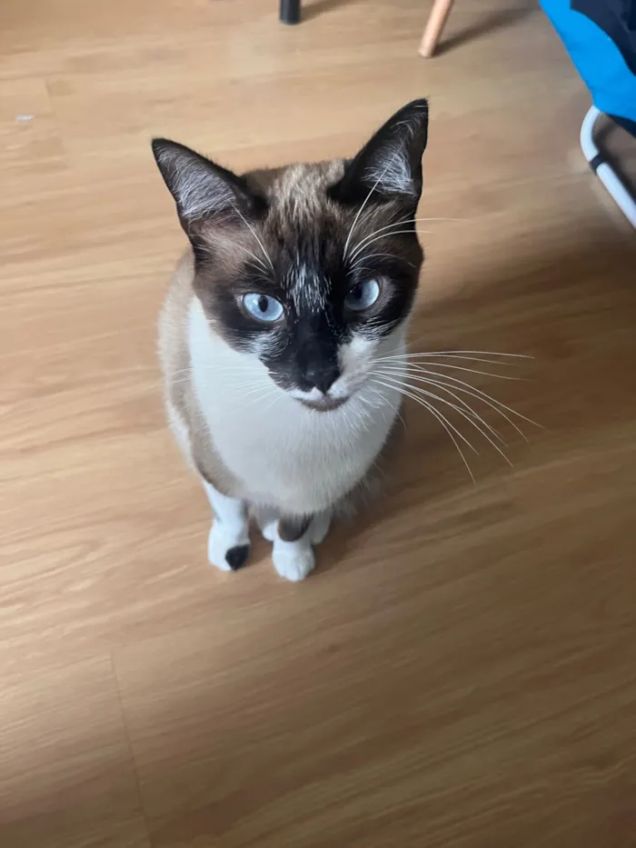 Gato raça SRD-ViraLata idade 1 ano nome Donna