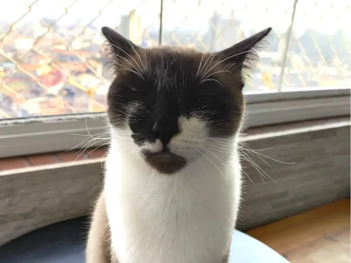 Gato raça SRD-ViraLata idade 1 ano nome Donna