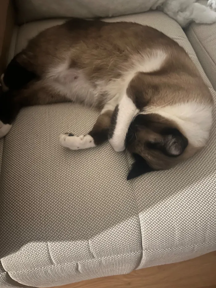 Gato raça SRD-ViraLata idade 1 ano nome Donna