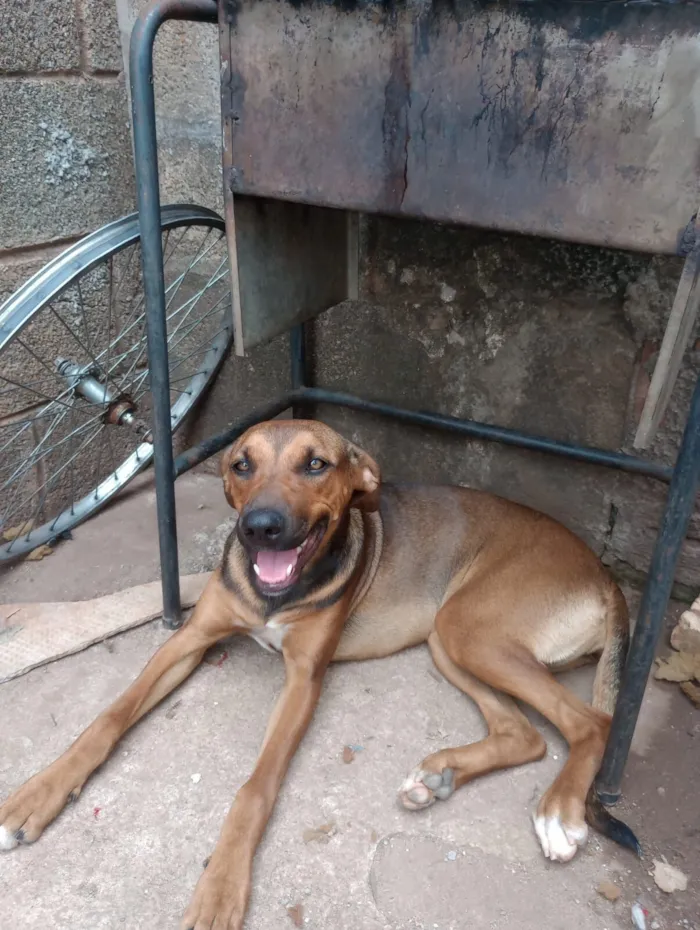 Cachorro raça SRD-ViraLata idade 7 a 11 meses nome Sandra 