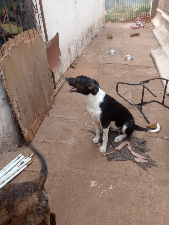 Cachorro raça SRD-ViraLata idade 7 a 11 meses nome Sandra 