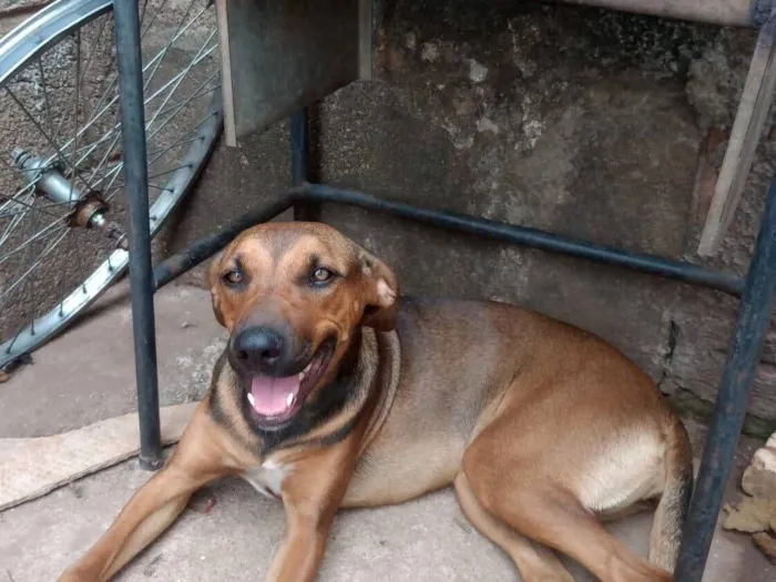 Cachorro raça SRD-ViraLata idade 7 a 11 meses nome Sandra 