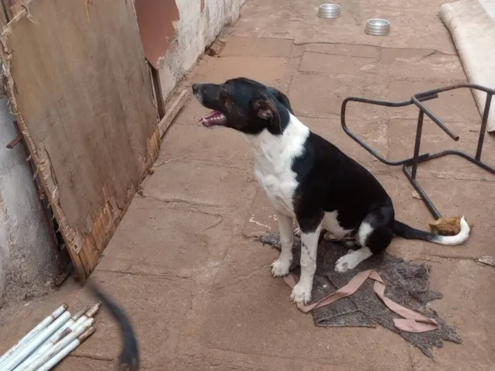 Cachorro raça SRD-ViraLata idade 7 a 11 meses nome Sandra 