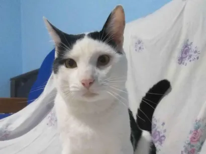 Gato raça SRD-ViraLata idade 1 ano nome Thor 