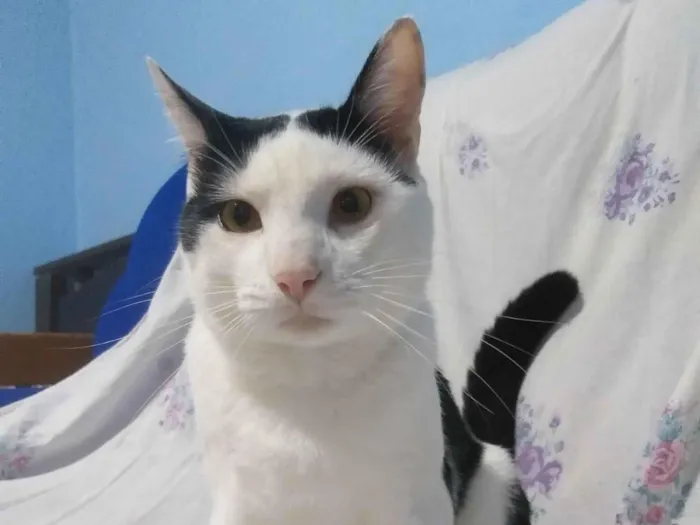 Gato raça SRD-ViraLata idade 1 ano nome Thor 