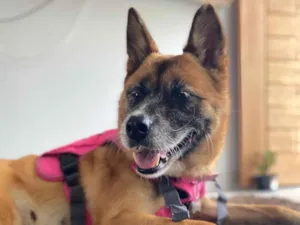 Cachorro raça SRD-ViraLata idade 5 anos nome Pantera 