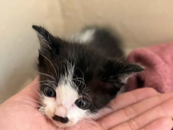 Gato raça Siamês idade Abaixo de 2 meses nome Doação gatinho macho 