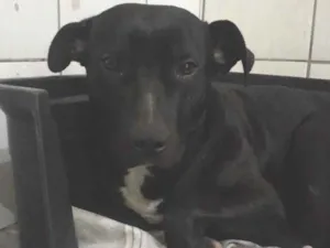 Cachorro raça Pit-Bull idade 1 ano nome black