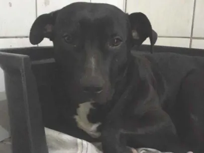 Cachorro raça Pit-Bull idade 1 ano nome black