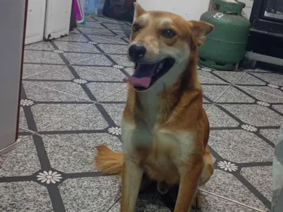 Cachorro raça SRD-ViraLata idade 3 anos nome Niklaus 