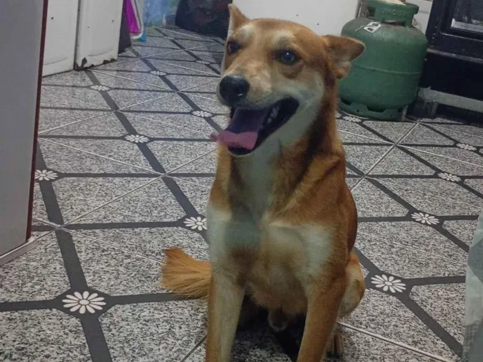 Cachorro raça SRD-ViraLata idade 3 anos nome Niklaus 