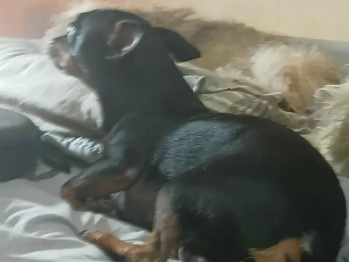 Cachorro raça Pinscher idade 3 anos nome Apollo
